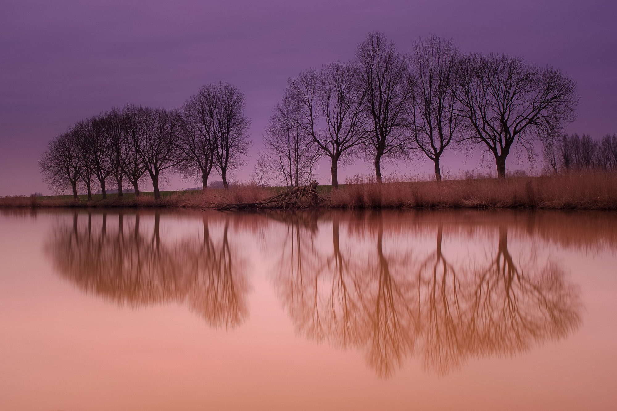 Bomenrij weerspiegeld in stil water bij zonsopkomst, in roze en paars licht