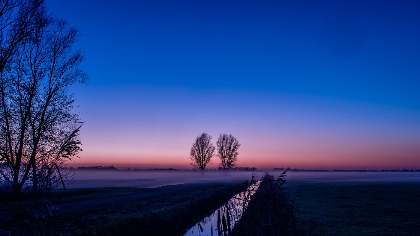 Mistige polder in diep blauw uur met een bomengroep aan de horizon