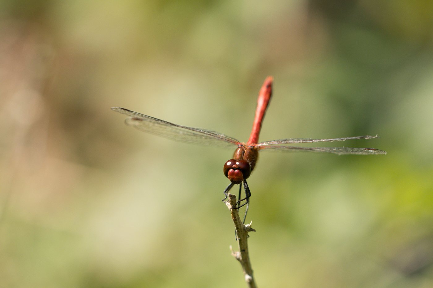 Rode libelle op een takje, achtergrond zacht groen en onscherp