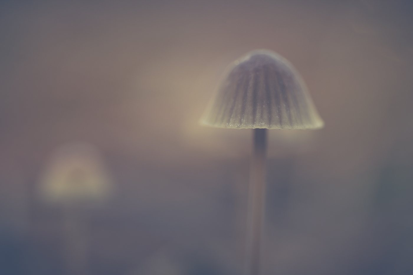 Tere paddenstoel in zacht licht, met een tweede exemplaar vaag op de achtergrond