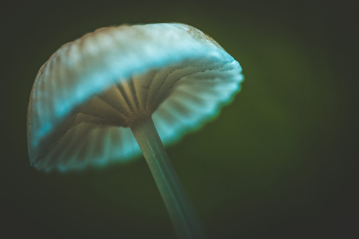 Paddenstoel van onderaf met turquoise randlicht langs de lamellen
