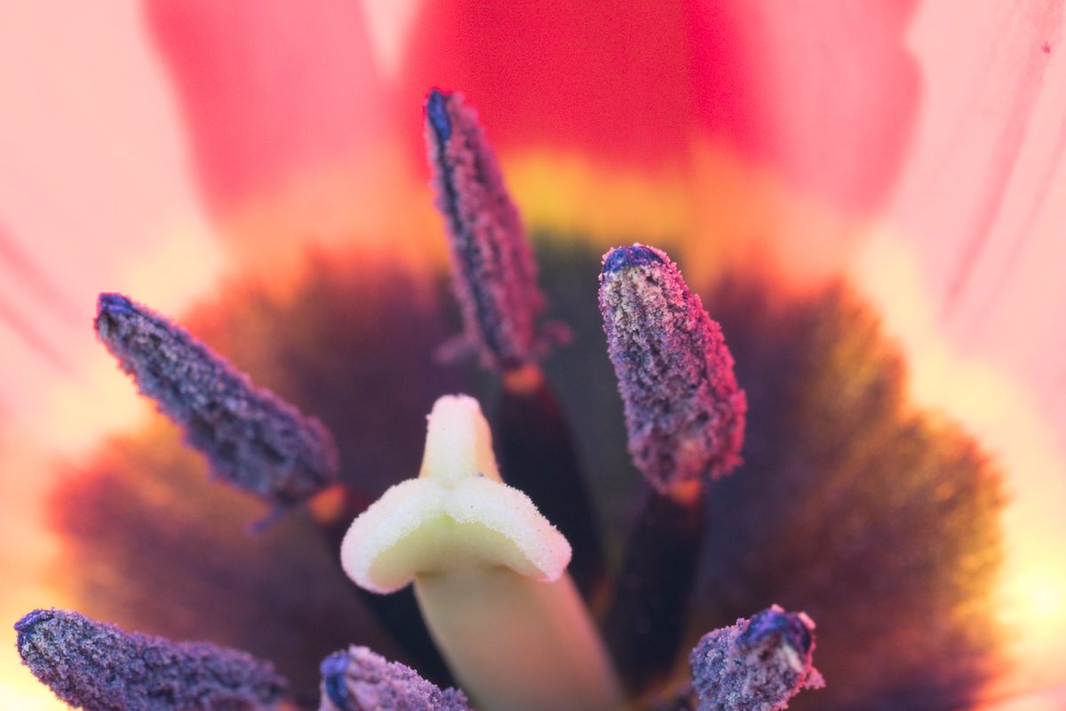 Hart van een tulp in macro met paarse meeldraden tegen rood