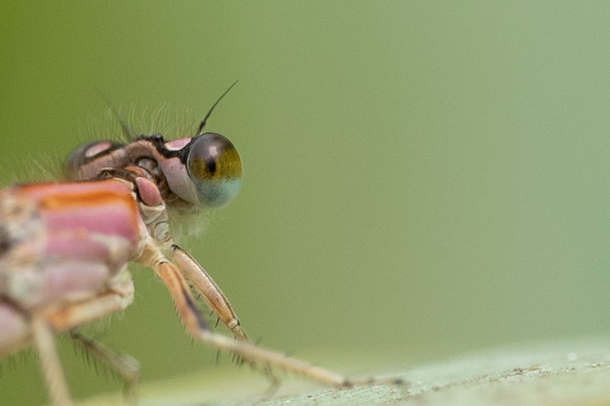Kop van een waterjuffer in close-up met een groot samengesteld oog